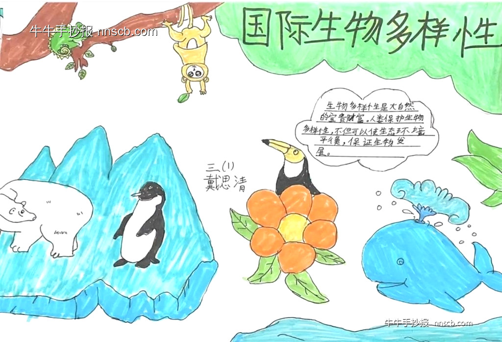 国际生物多样性日 | 小学三年级生物多样性手抄报7张-第5张