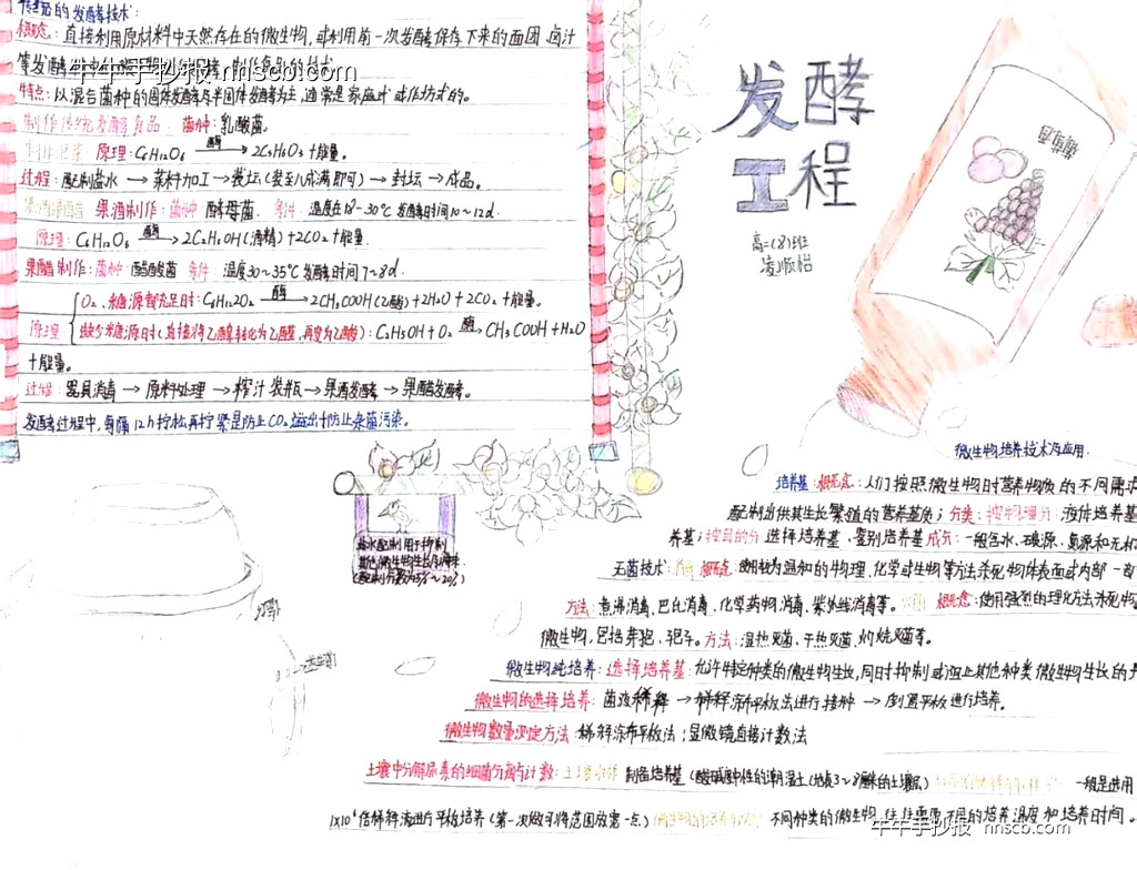 高中生物发酵制作过程与发酵工程手抄报-第2张