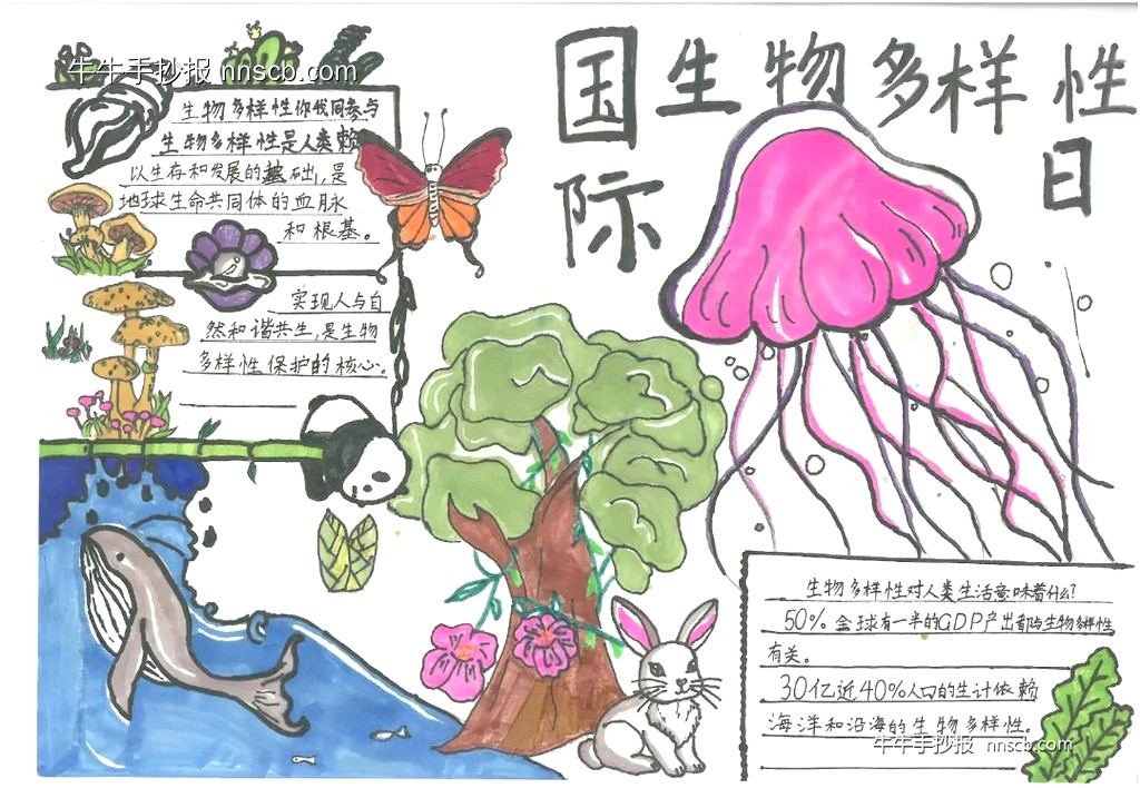 精美的四年级小学生国际生物多样性日手抄报7张-第4张