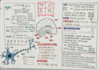 精美的9月16日中国脑健康日优秀手抄报