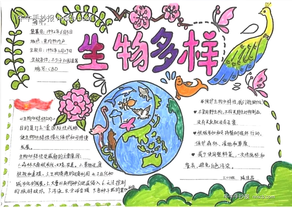 国际生物多样性日 | 小学三年级生物多样性手抄报7张-第7张