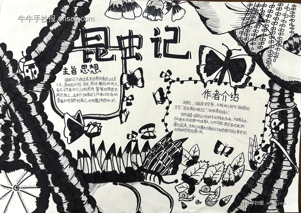 小学“我最爱的一本书”创意手抄报之昆虫记4张-第4张