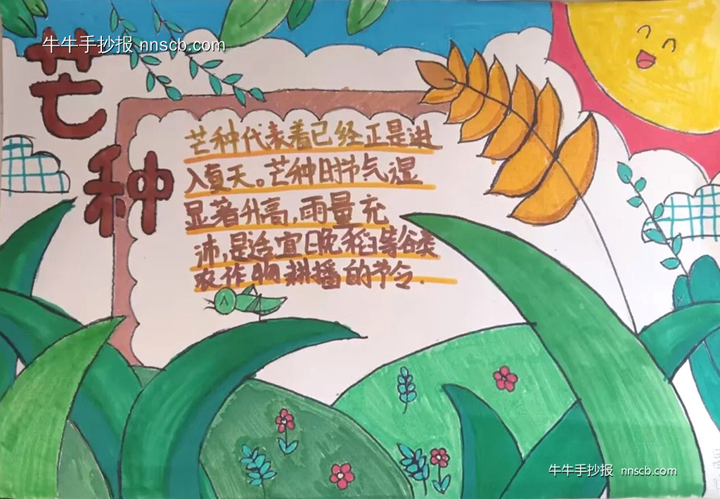 漂亮的初一二十四节气芒种手抄报8张-第2张