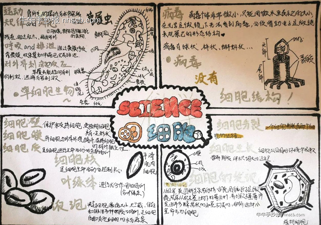 奇思抒文法 妙笔展才思 | 简单的生物学科手抄报2张-第2张
