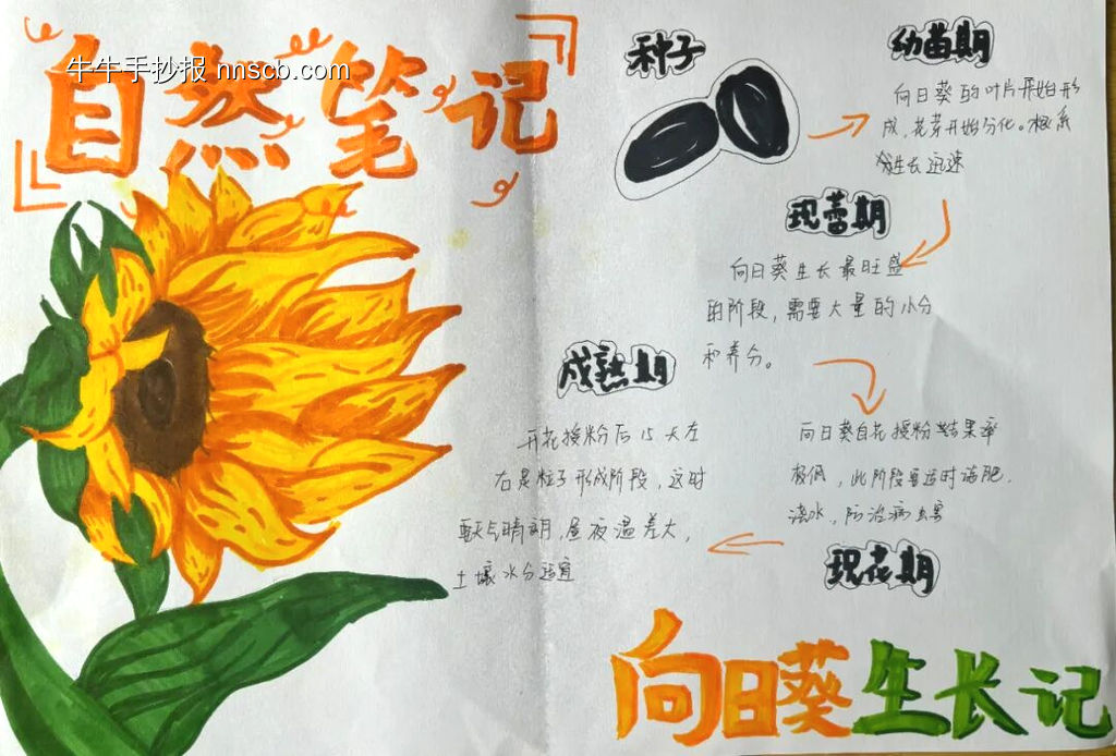 初中生物定格自然手抄报-第3张