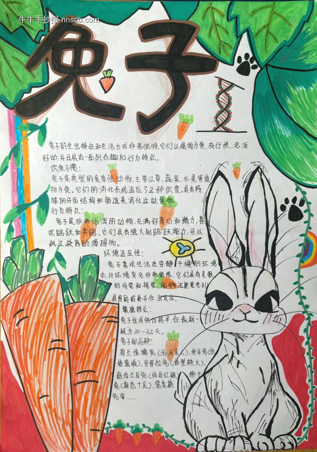 初中生物定格自然手抄报-第13张
