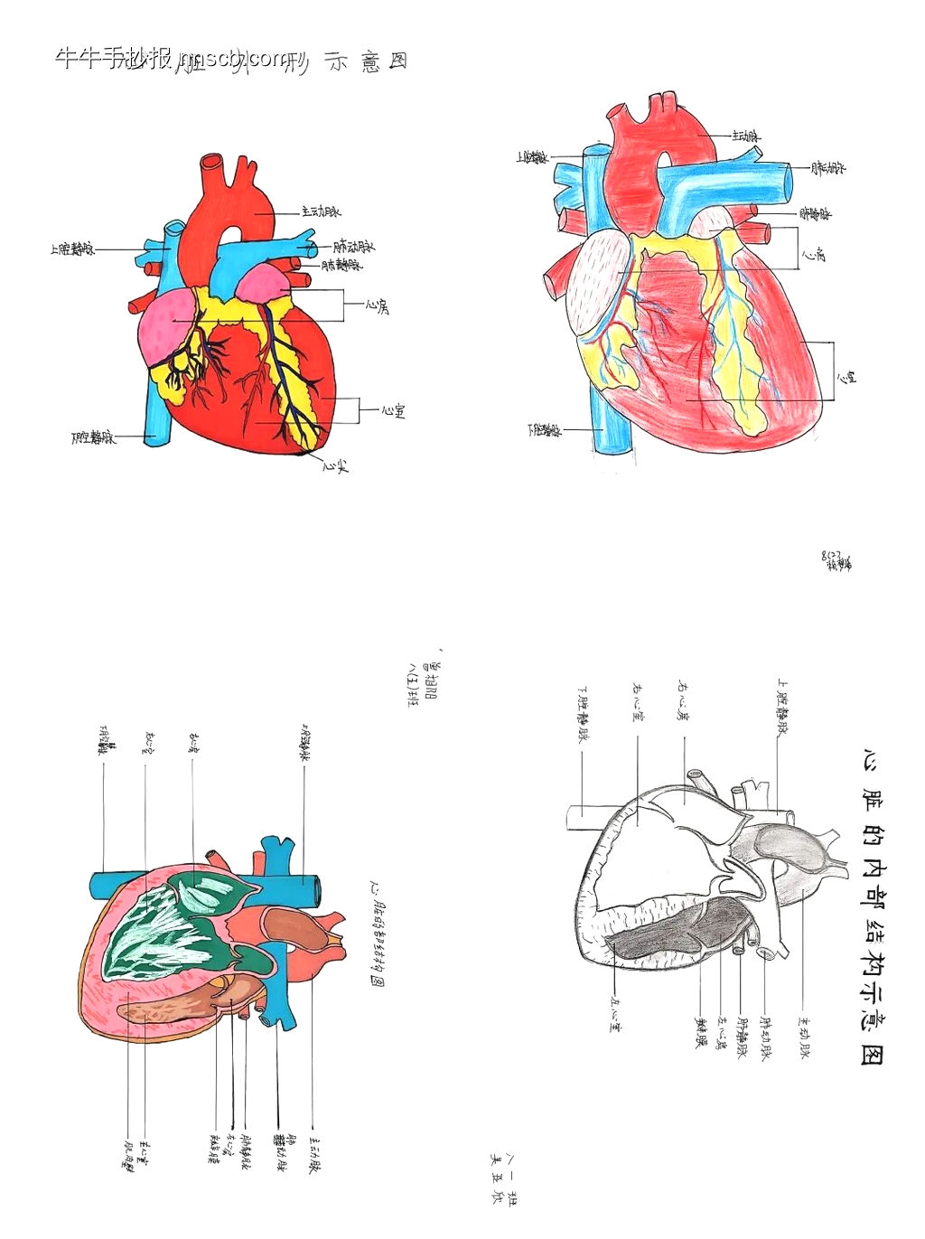 初中学生物（心脏示意图、人体消化系统、尿液系统、内脏示意图）的手抄报-第7张
