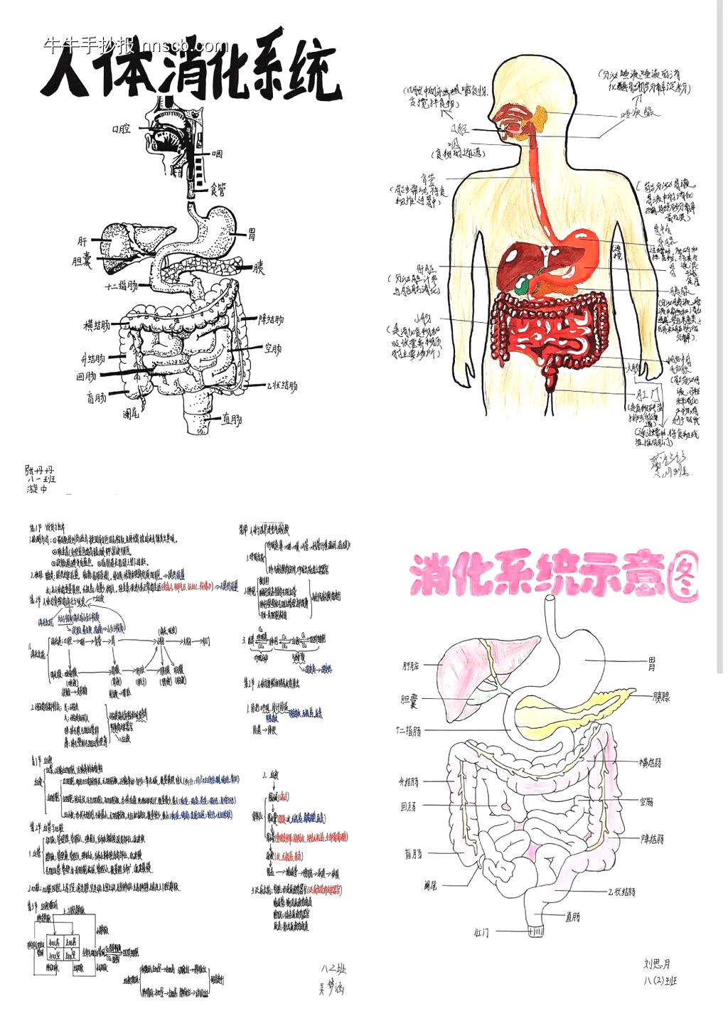 初中学生物（心脏示意图、人体消化系统、尿液系统、内脏示意图）的手抄报-第6张