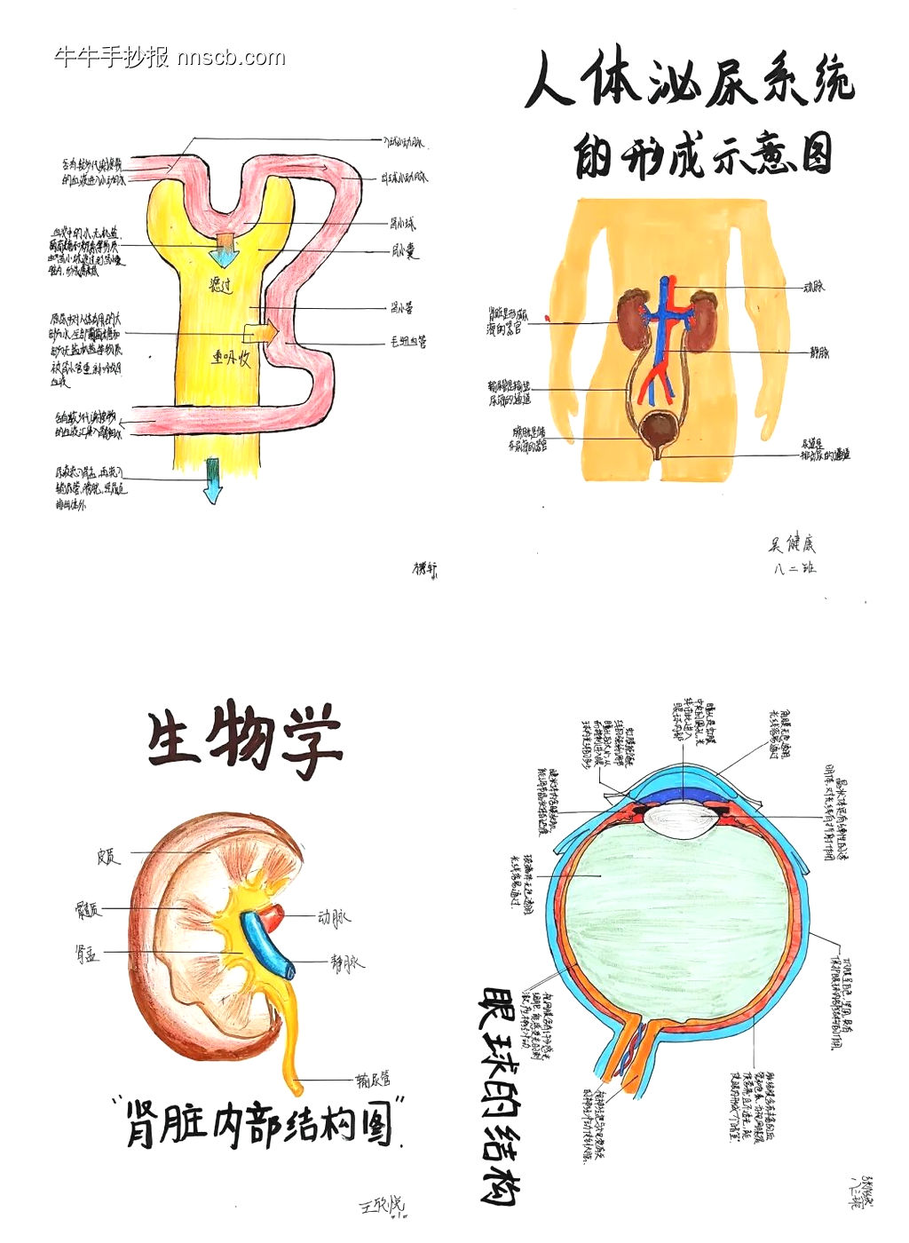 初中学生物(心脏示意图、人体消化系统、尿液系统、内脏示意图)的手抄报-第1张