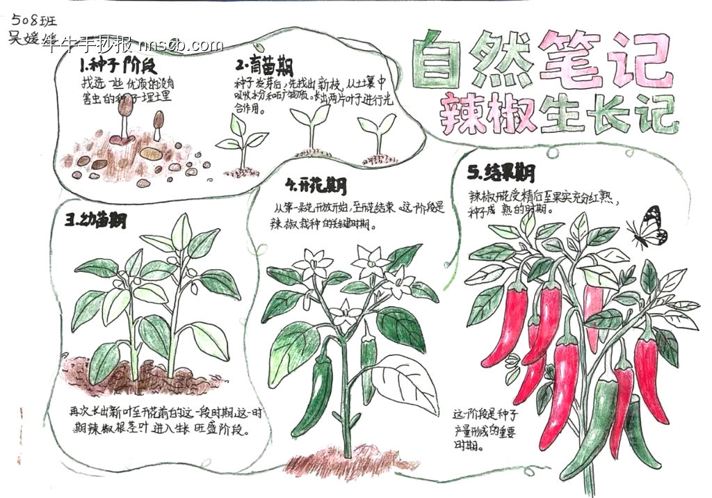 植物生长——辣椒生长记-第1张