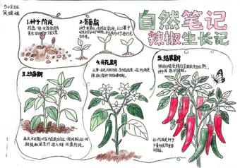植物生长——辣椒生长记