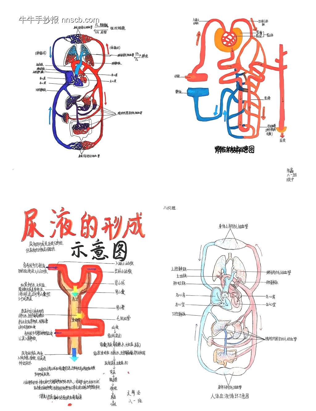 初中学生物（心脏示意图、人体消化系统、尿液系统、内脏示意图）的手抄报-第4张