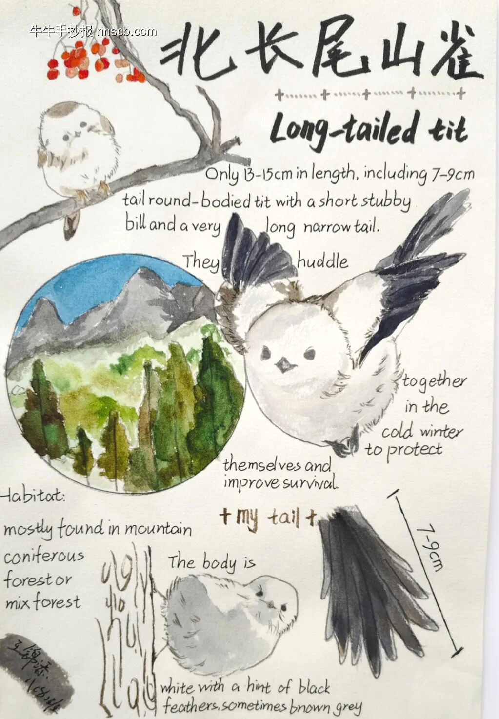 精美的英语手抄报8张-第8张