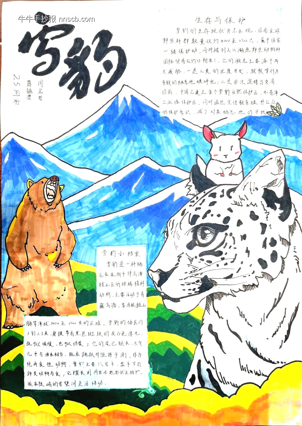 保护动物——雪豹-第1张