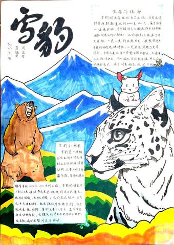 保护动物——雪豹