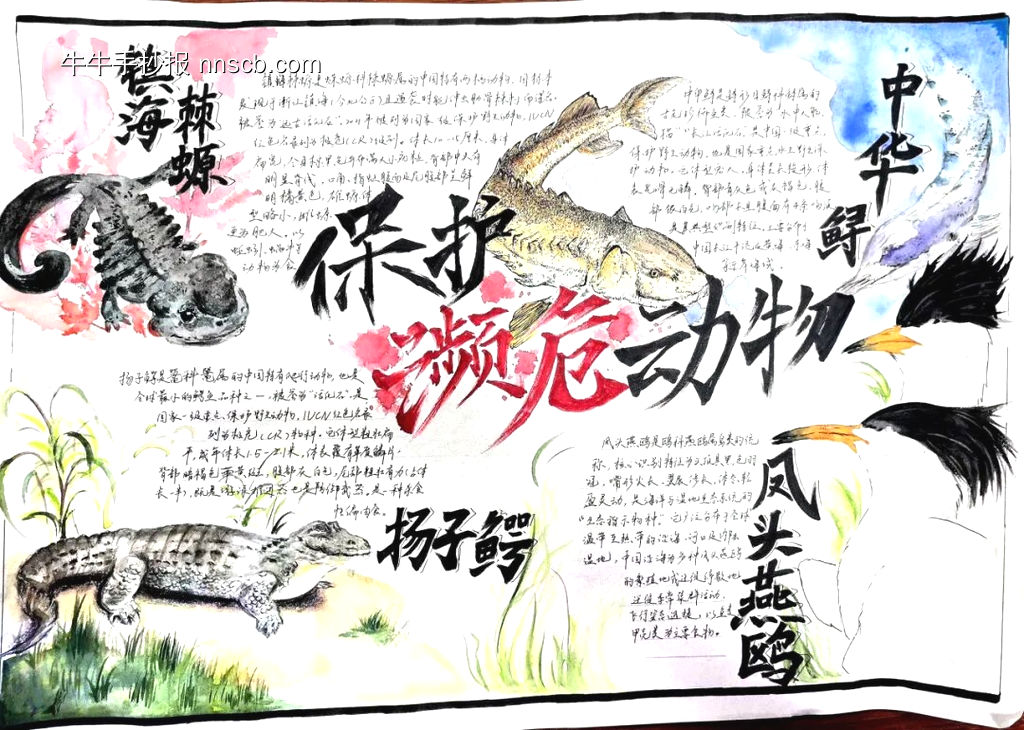 保护濒危动物主题手抄报-第2张