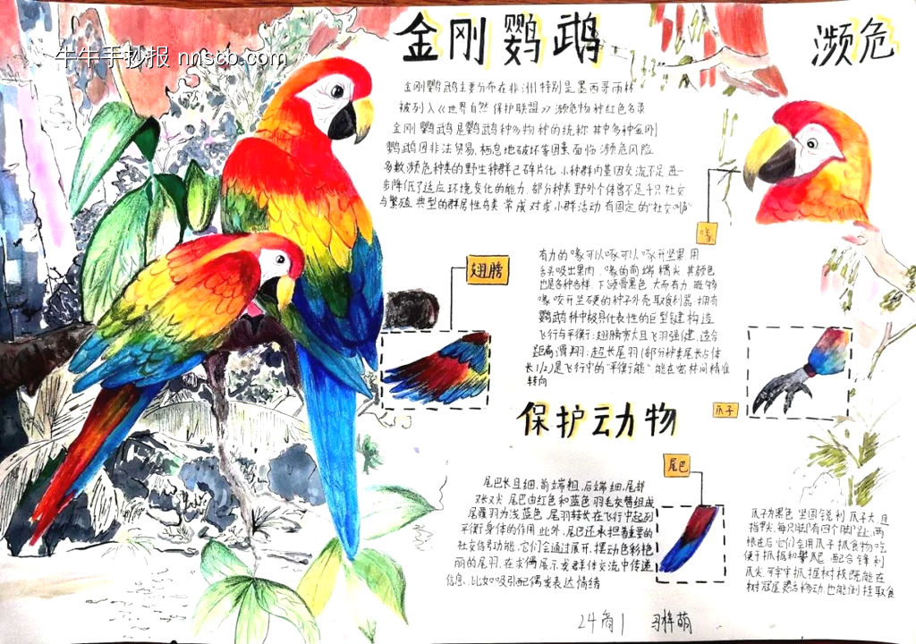 保护动物——金刚鹦鹉-第1张