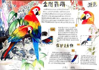 保护动物——金刚鹦鹉