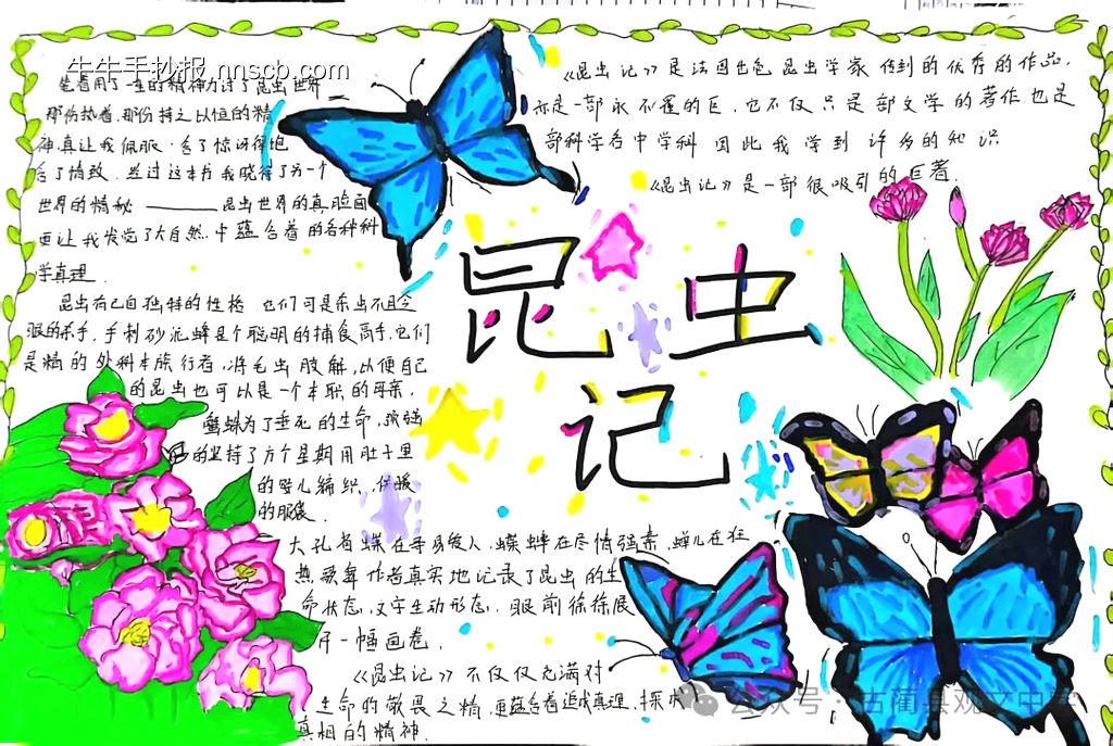 超美3张《昆虫记》读书小报-第3张