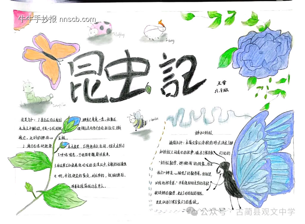 读书小报——昆虫记主题手抄报-第3张