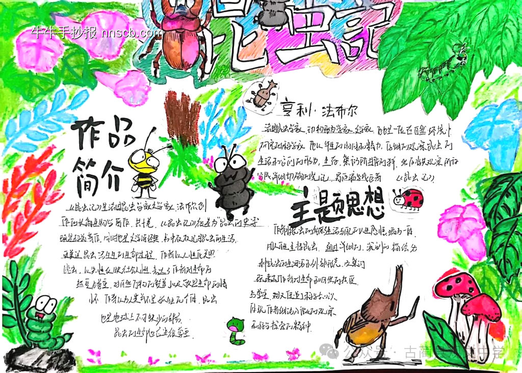 超美3张《昆虫记》读书小报-第2张
