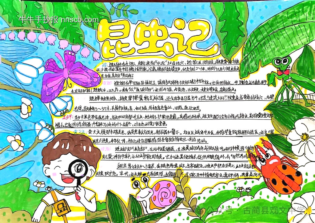 超美3张《昆虫记》读书小报-第1张