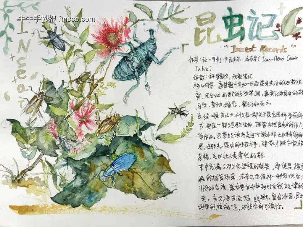 精美2张《昆虫记》读书小报-第2张