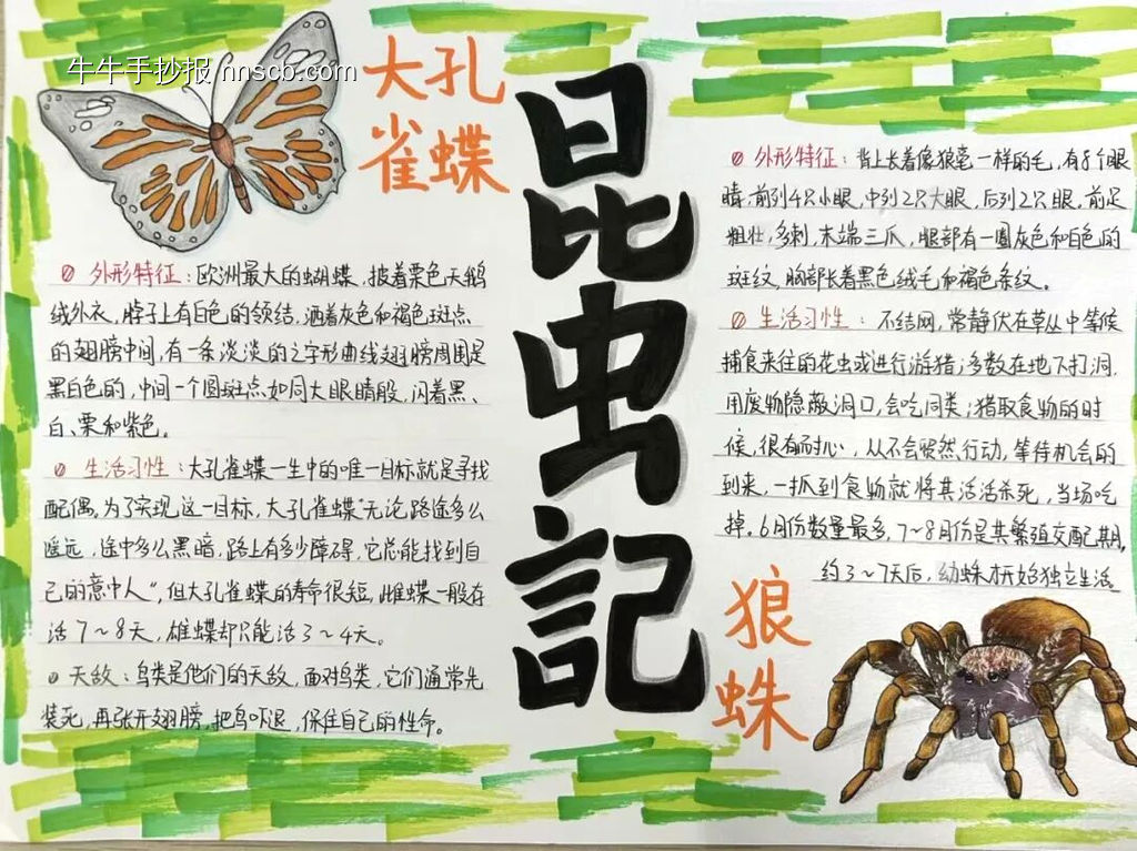超美3张《昆虫记》主题读书小报-第2张