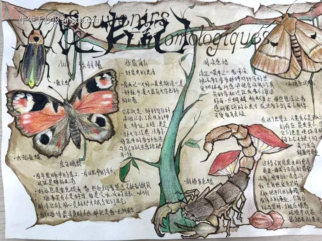 超美《昆虫记》主题手抄报-第3张