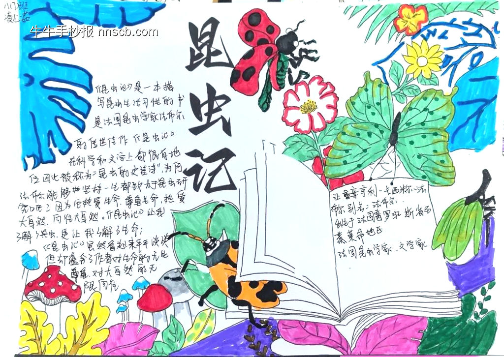 推荐3张读书小报《昆虫记》-第2张