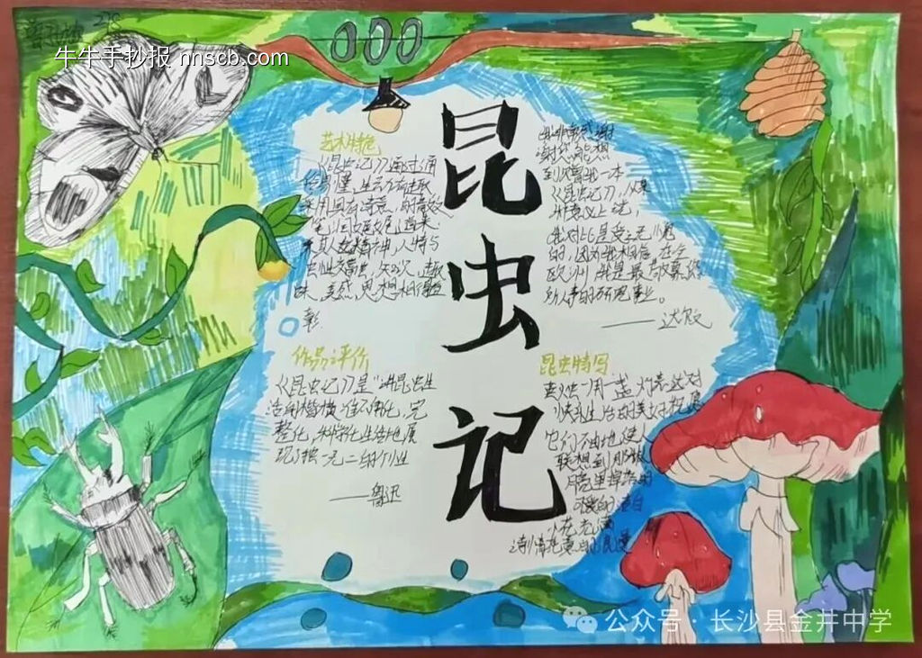 推荐3张《昆虫记》主题手抄报-第3张