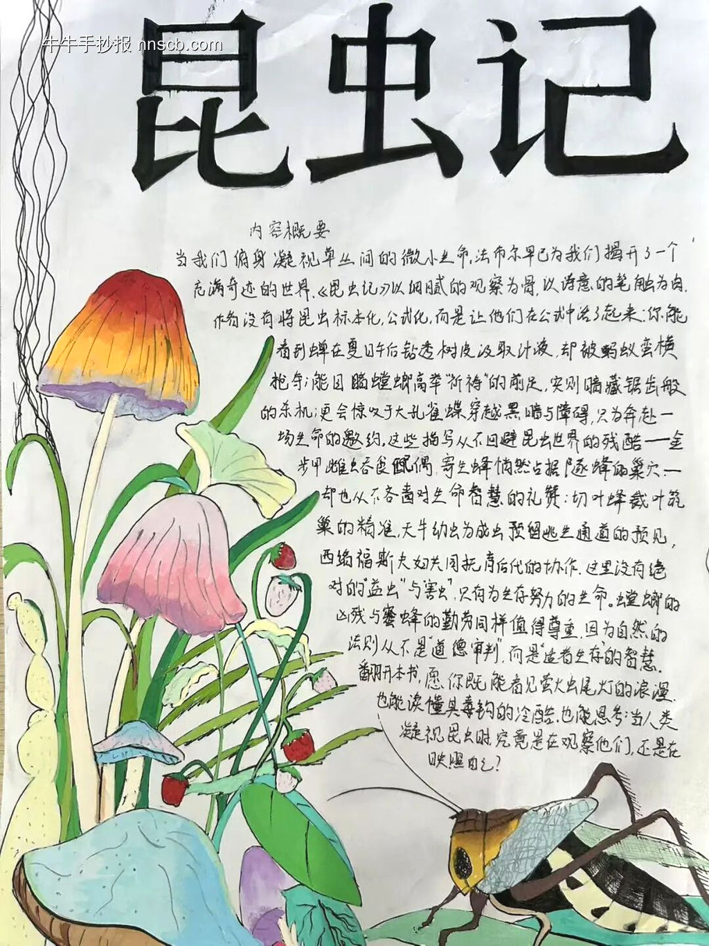超美《昆虫记》主题手抄报-第4张