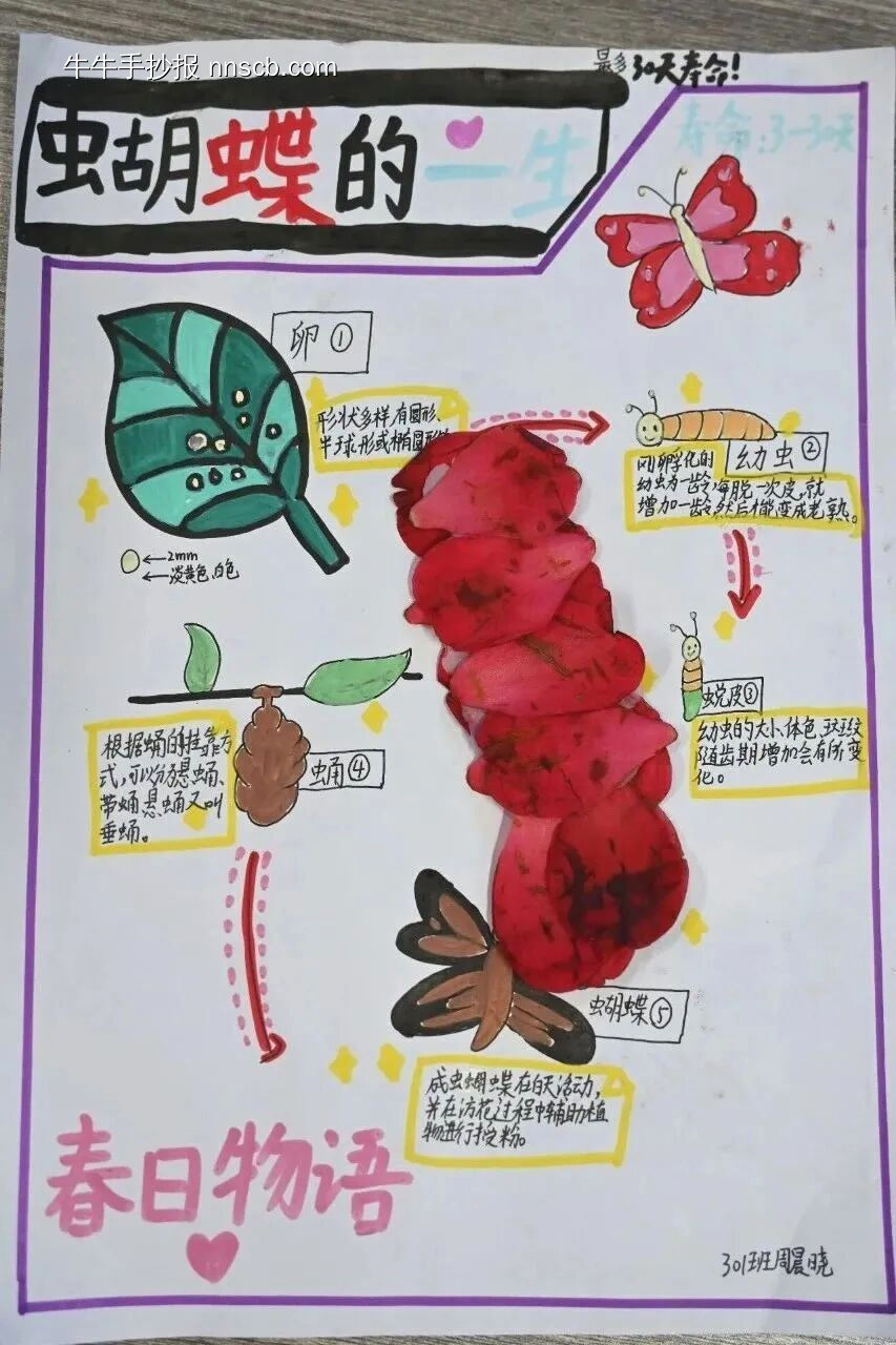 春之韵主题手抄报-第3张