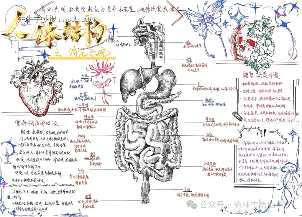 消化道的神奇之旅主题手抄报-第2张