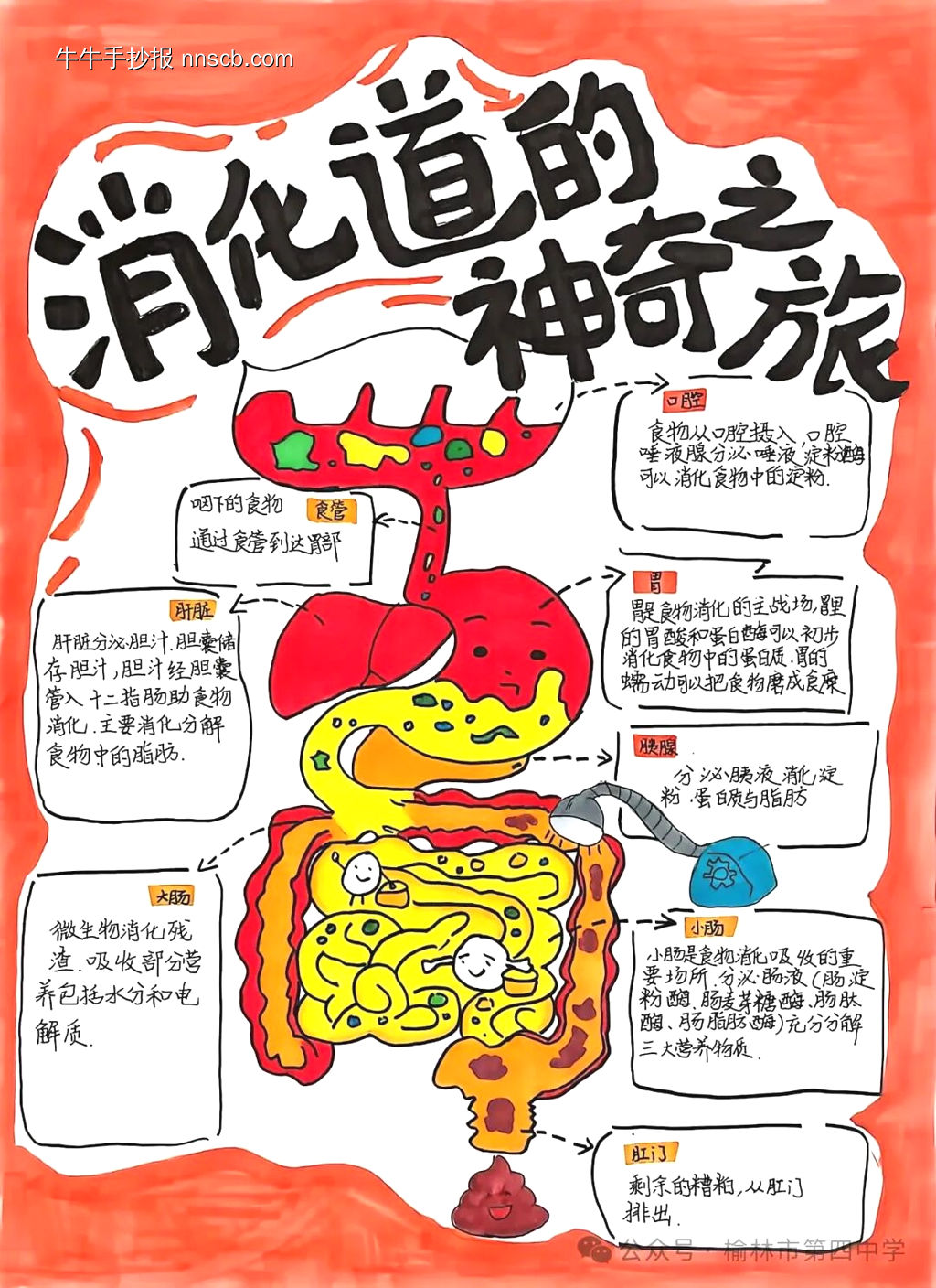 消化道的神奇之旅主题手抄报-第1张
