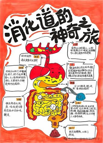 消化道的神奇之旅主题手抄报