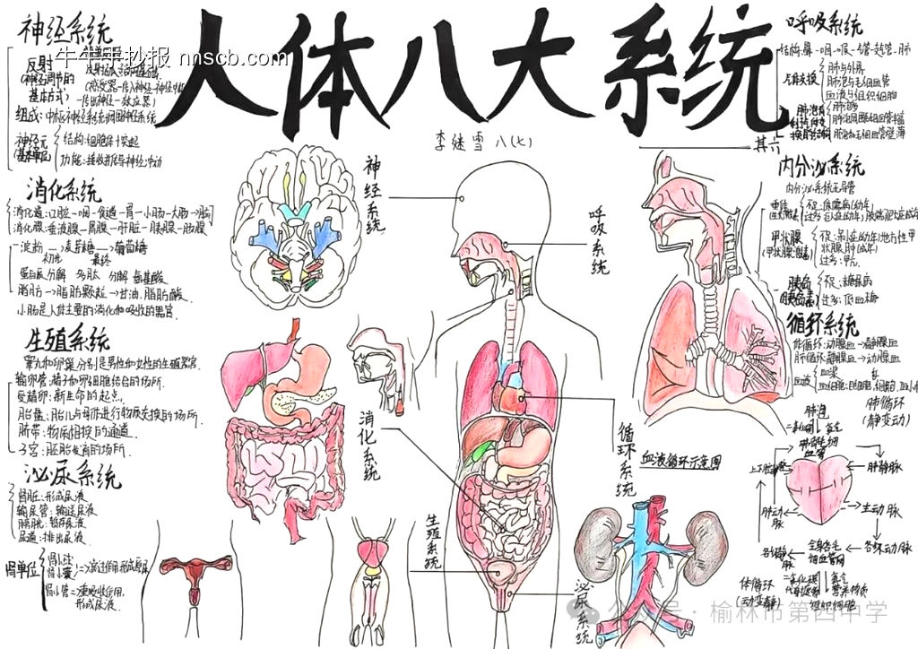 消化道的神奇之旅主题手抄报-第4张