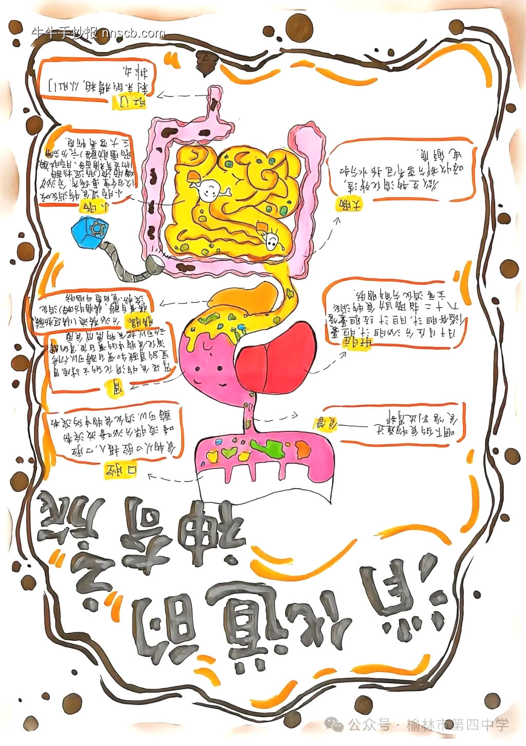 消化道的神奇之旅主题手抄报-第6张