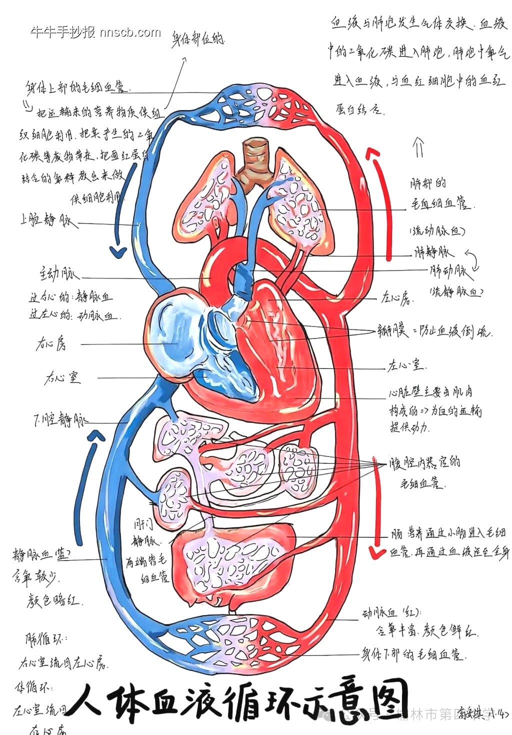 消化道的神奇之旅主题手抄报-第5张