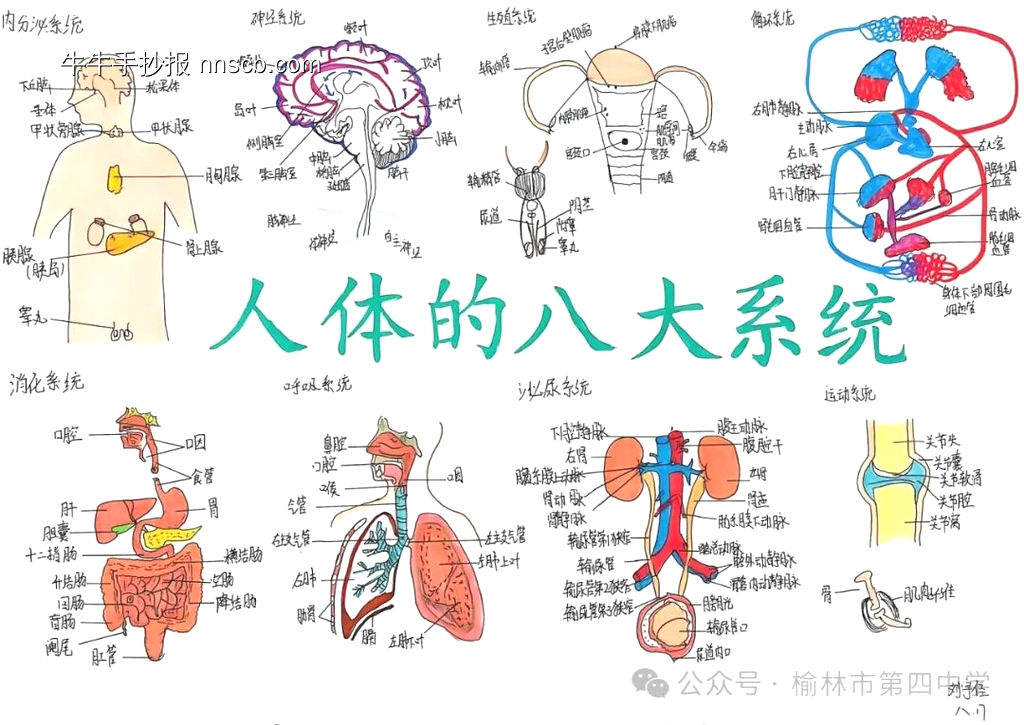 消化道的神奇之旅主题手抄报-第3张